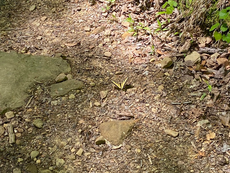 Northern Alabama Yoga Retreat