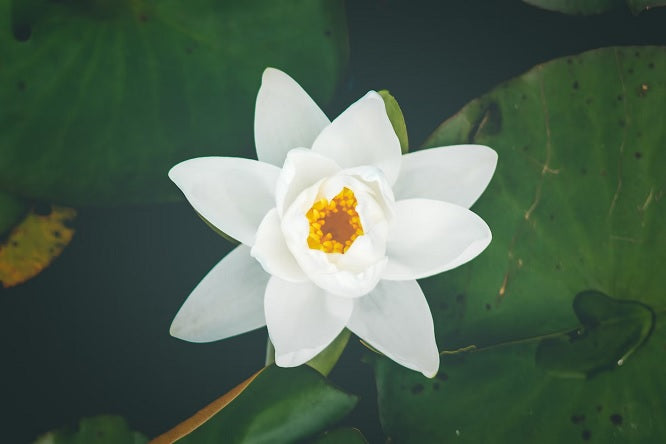 Retreat Specials